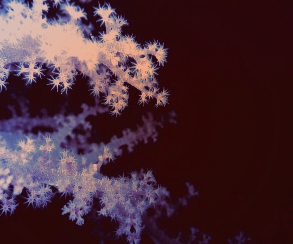 Кораллы обои