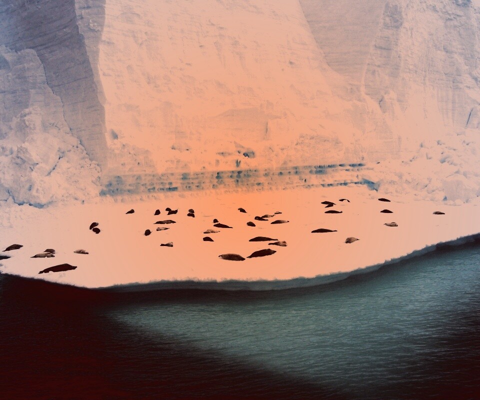 Лежбище тюленей обои