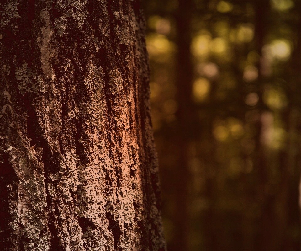 Ствол дерева обои