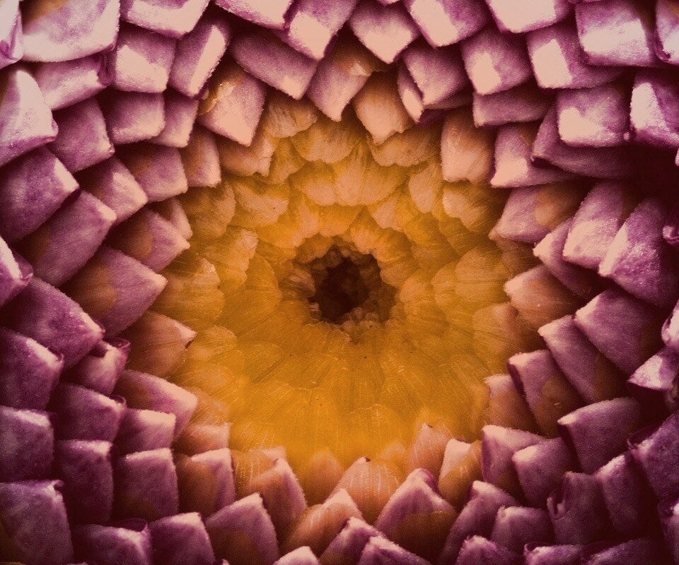 Сердцевина цветка обои