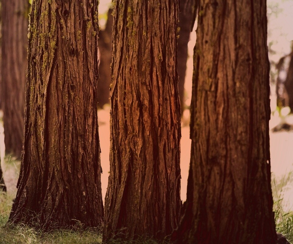 Стволы деревьев  обои