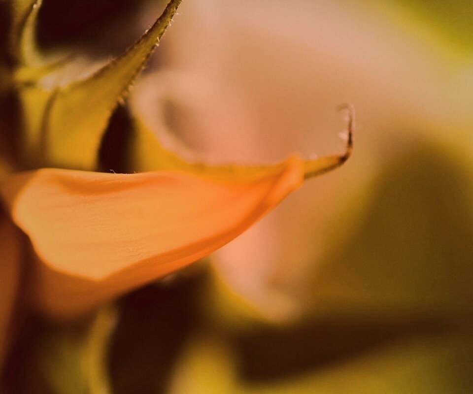 Солнечный цветок обои