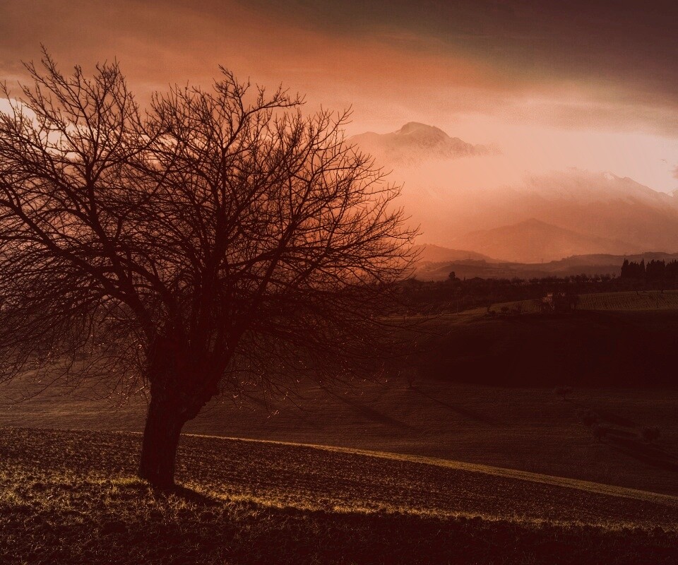 Дерево и горы обои