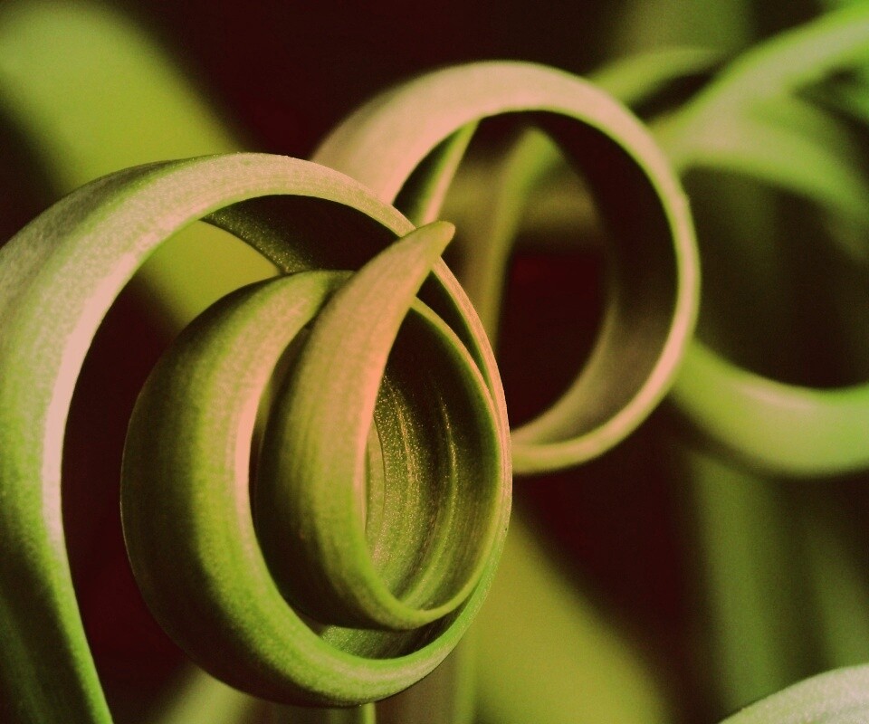 Зеленый обруч обои