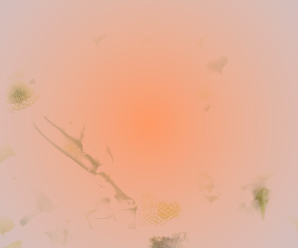 Летние цветы в лучах света обои