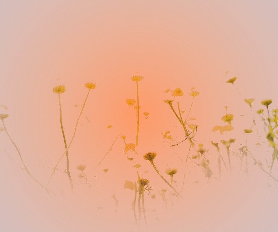 Цветочное лето обои