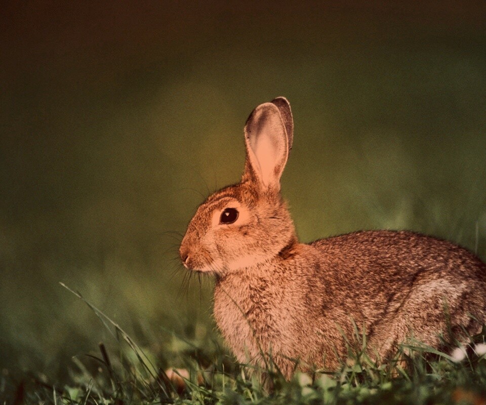 Веслоухий заяц обои