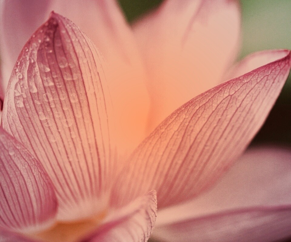 Лепестки цветов обои