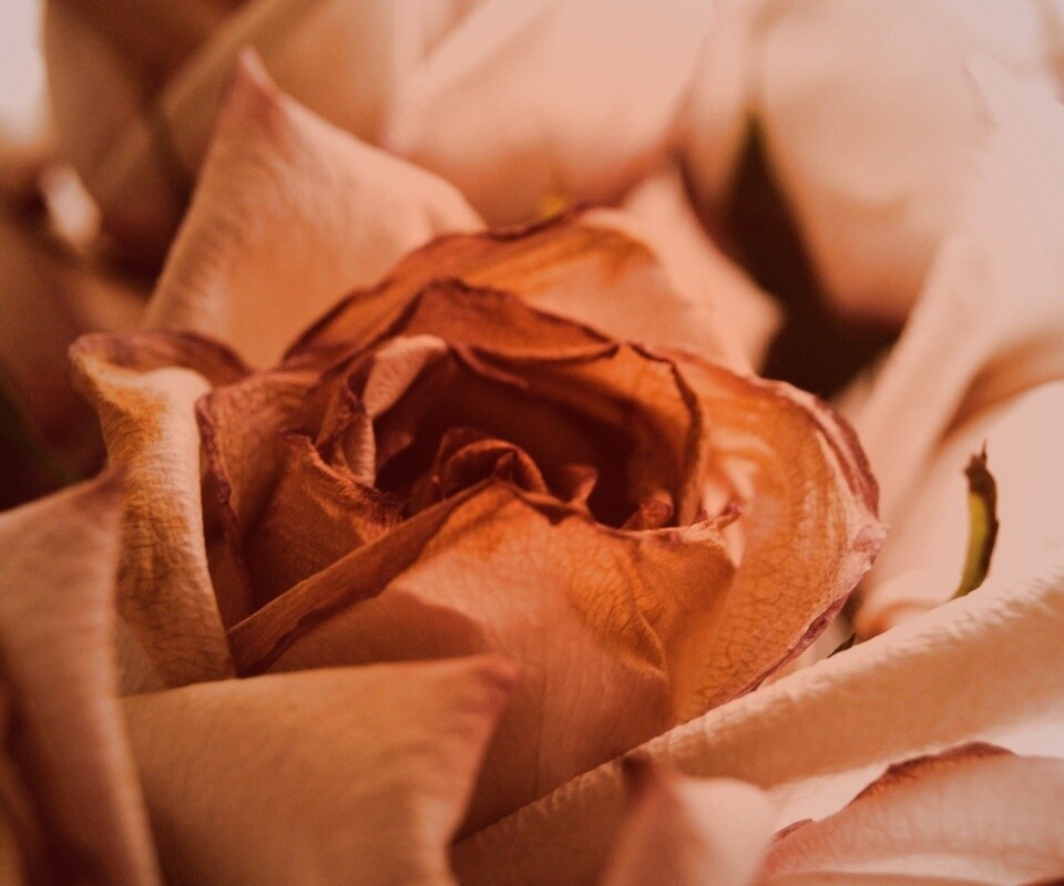 Увядающая роза обои