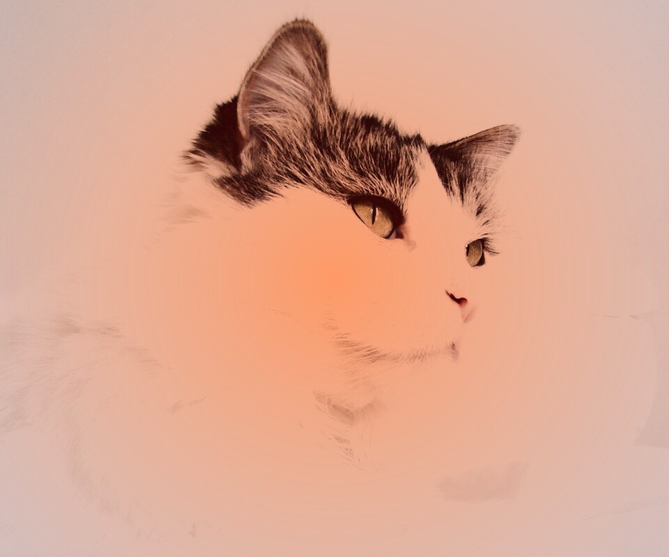 Белый кот с серой макушкой обои