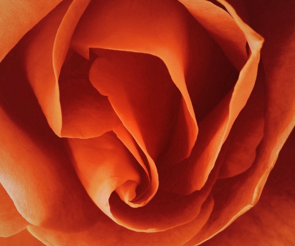 Макро фотка бутона обои