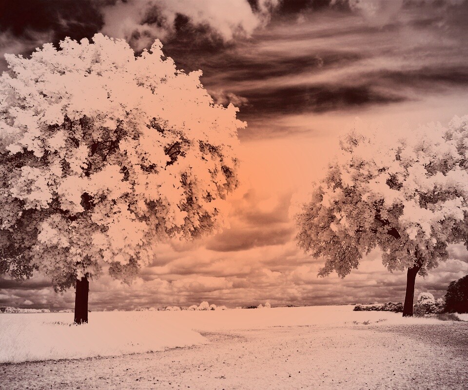 Деревья в цвету обои