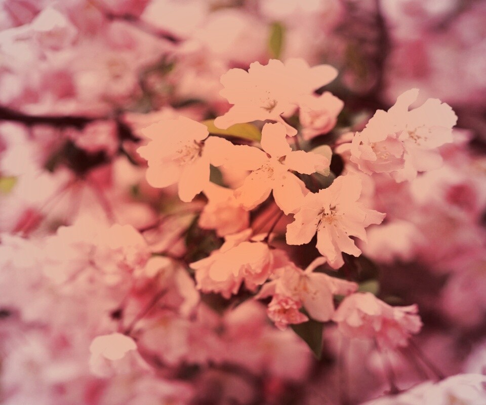 Весенние цветы обои