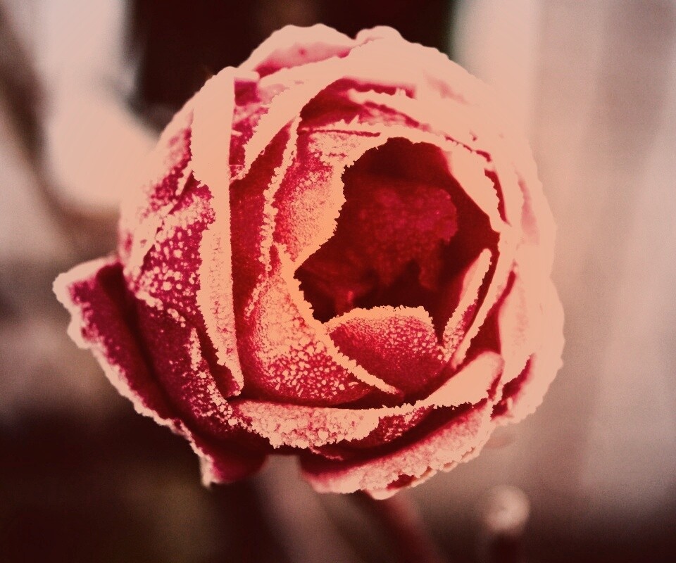 Роза в иние обои