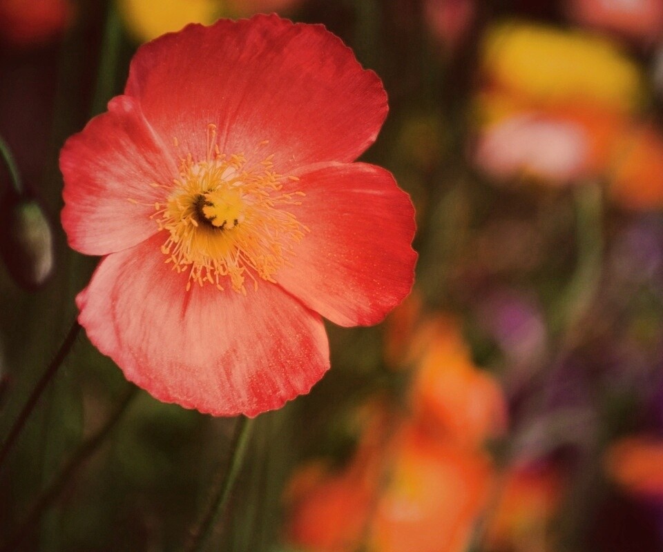 Красивый красный цветок обои