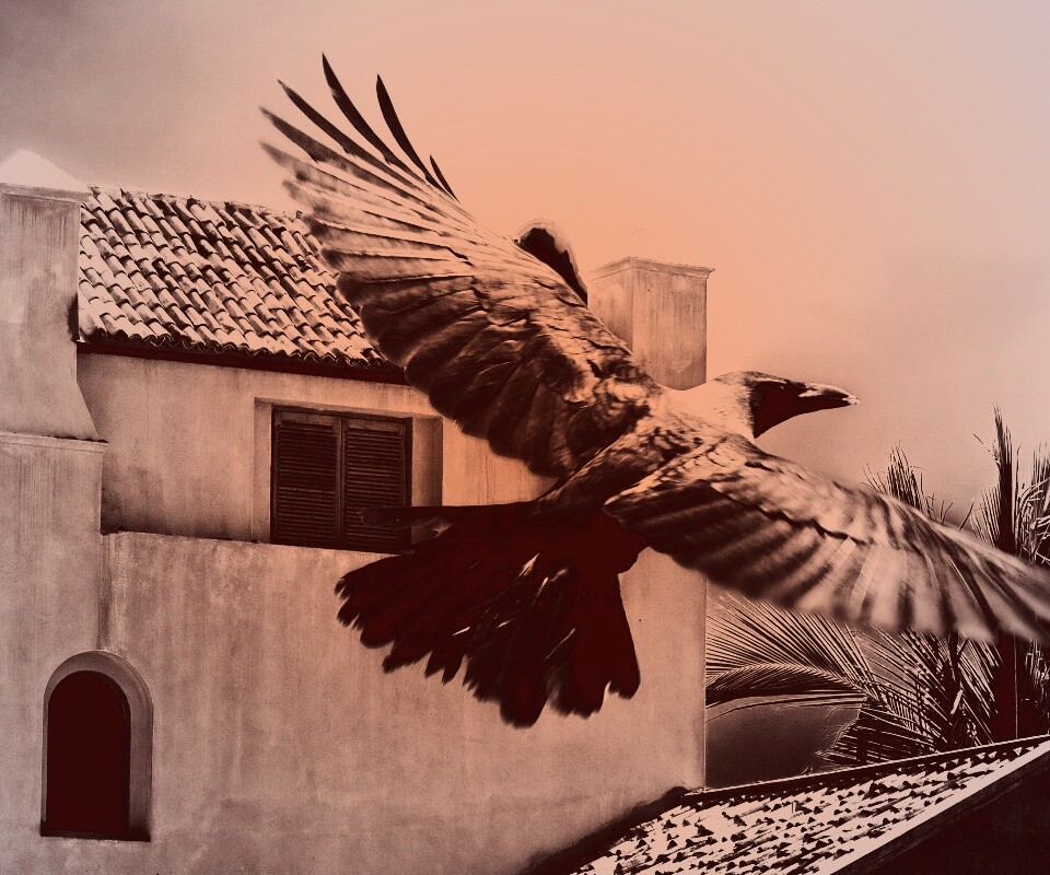 Полёт ворона обои