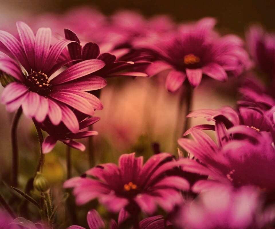 Яркие фиолетовые цветы обои