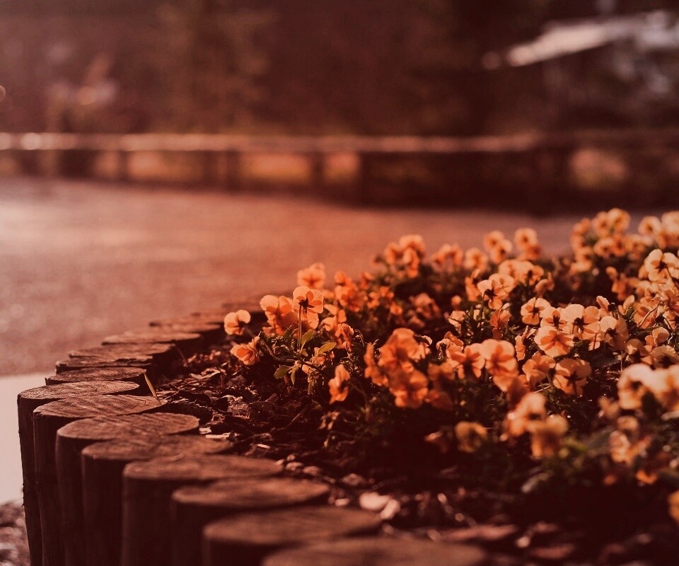 Красивая цветочная клумба обои