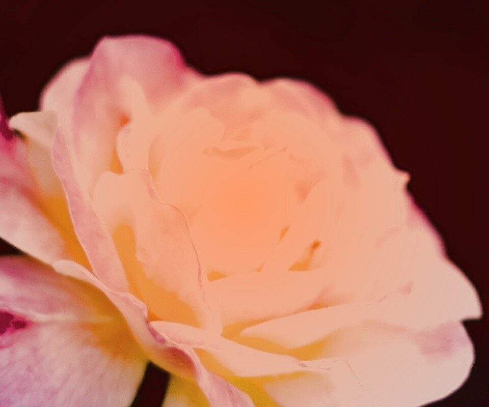 Картинка с нежным розовым цветком обои