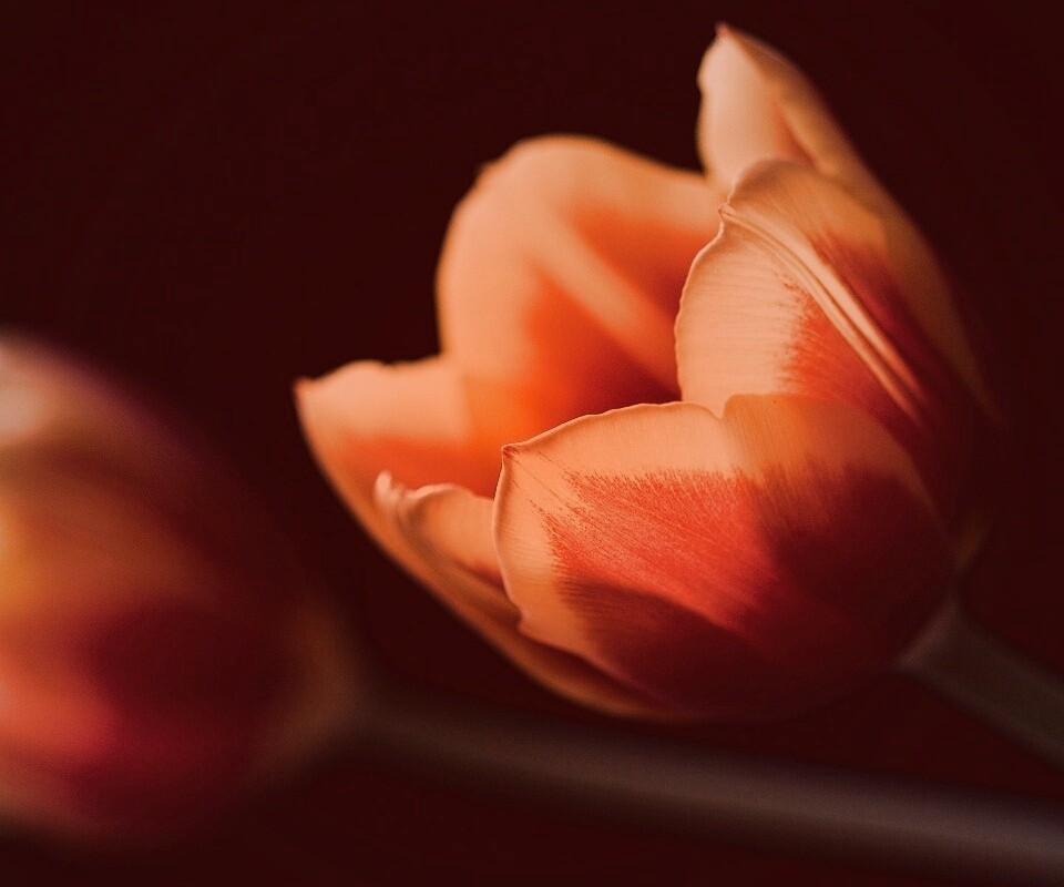 Тюльпаны в темноте обои