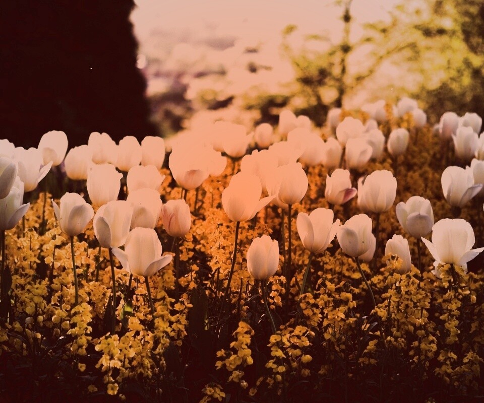 Белые тюльпаны обои