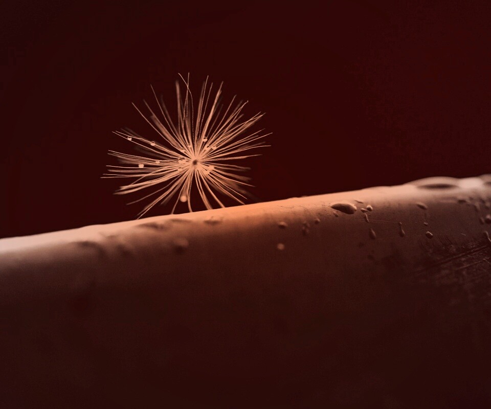 Прилипшая пушинка обои