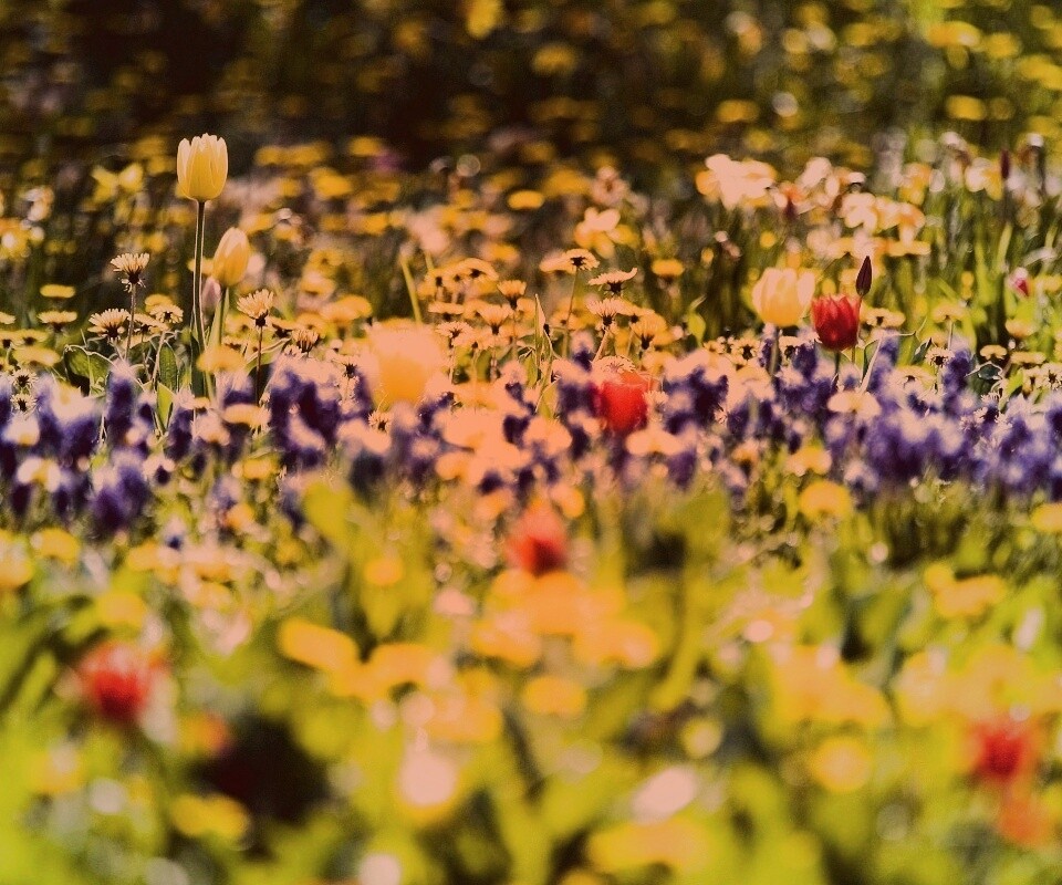 Все краски весны обои