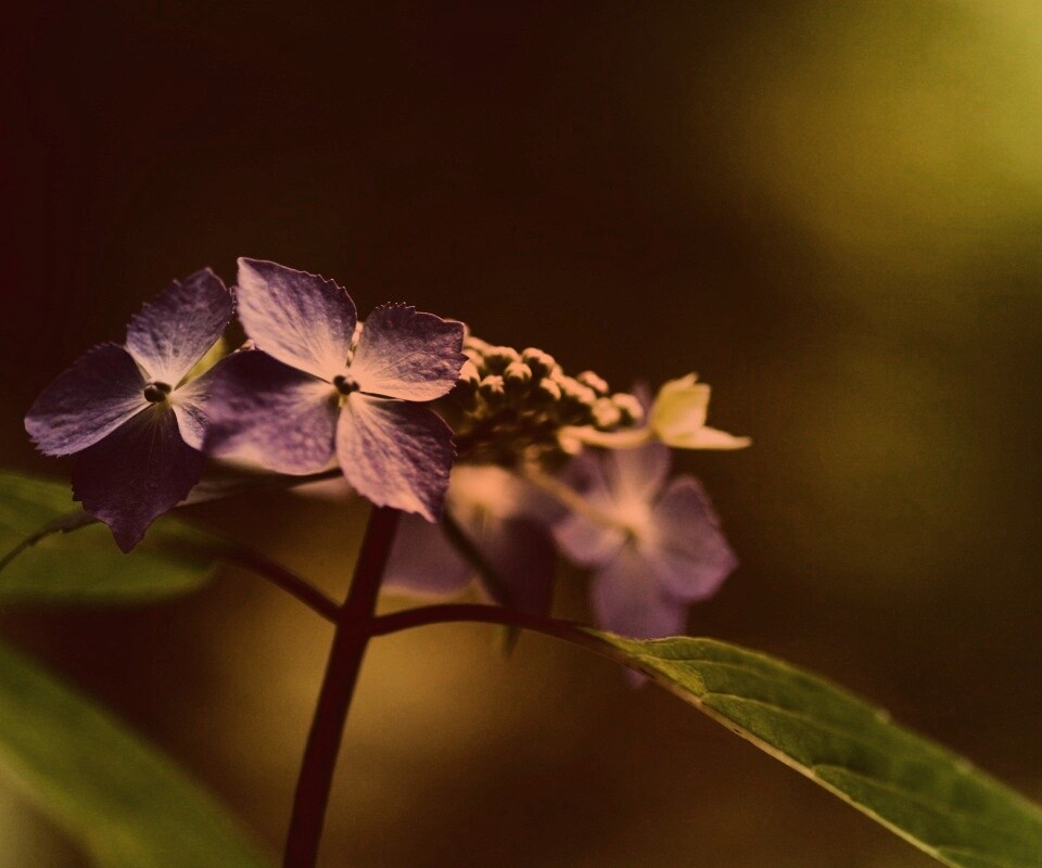 Нежно-синие цветы обои