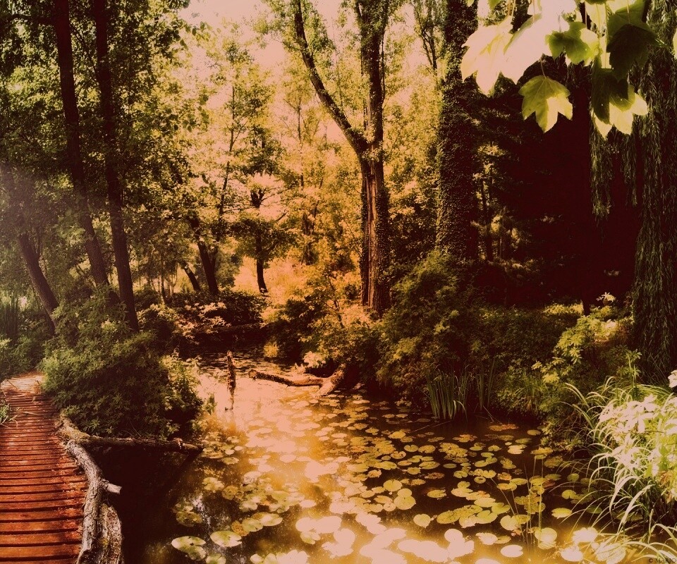 Пруд в лесу обои