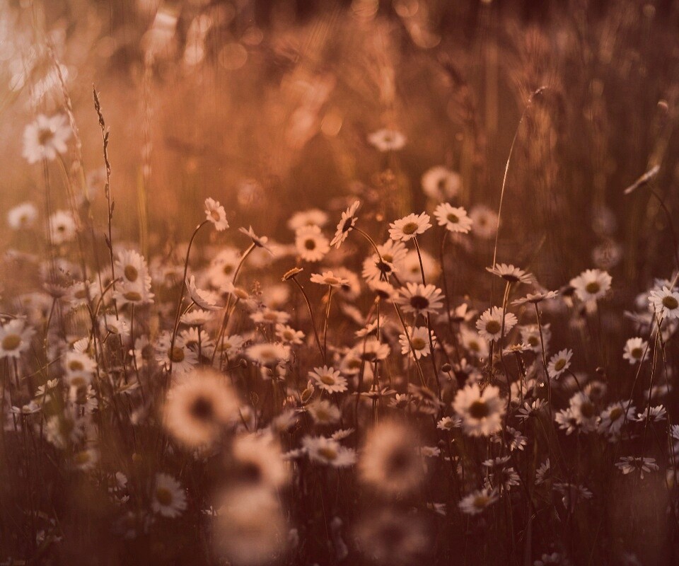 Поле ромашек обои