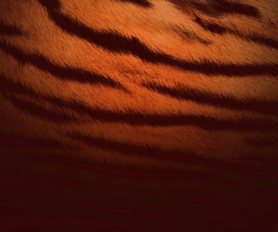 Тигриная шкура обои