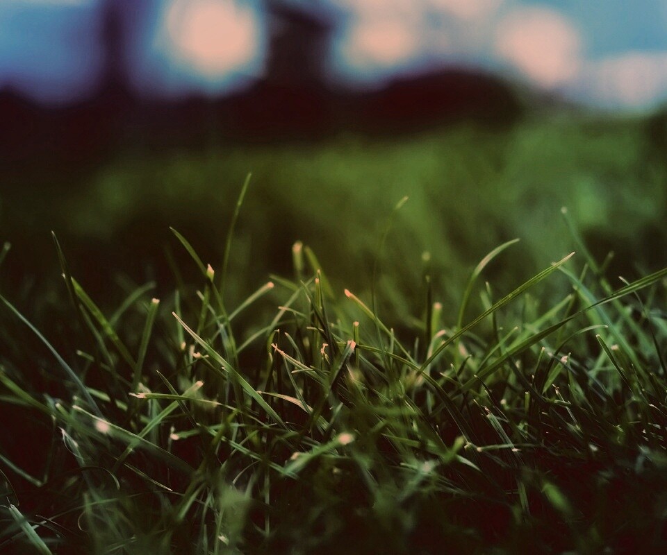 Сочная трава обои