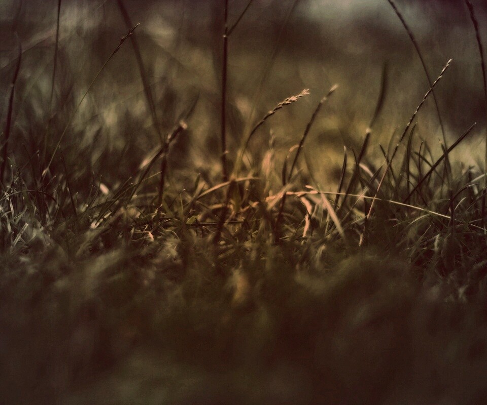 Трава в макро режиме обои