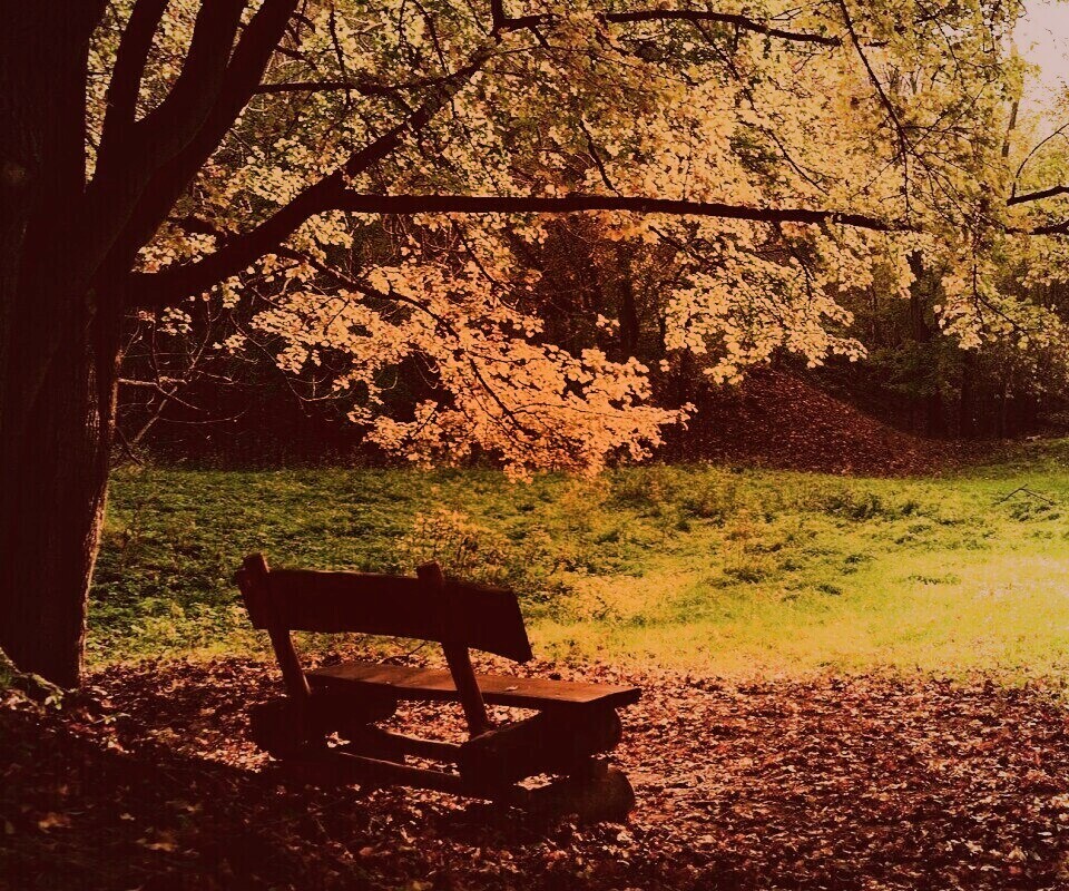 Скамейка под деревом обои