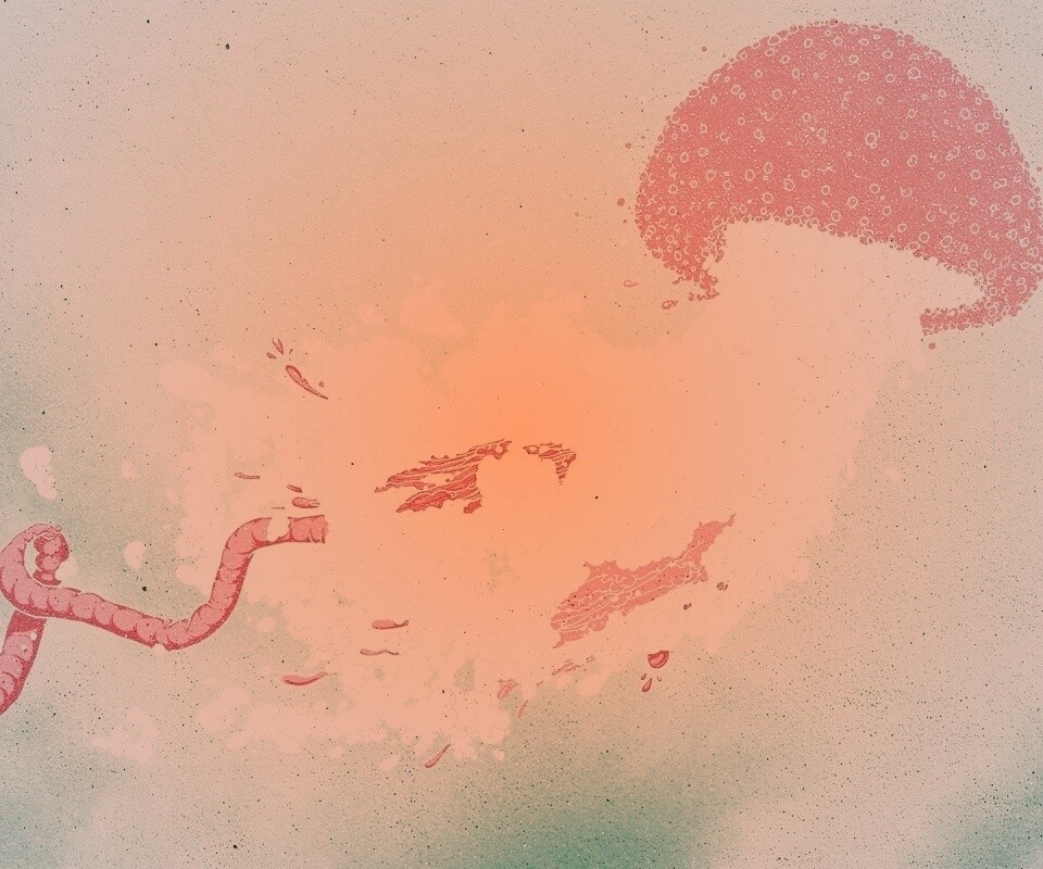 Розовая медуза обои