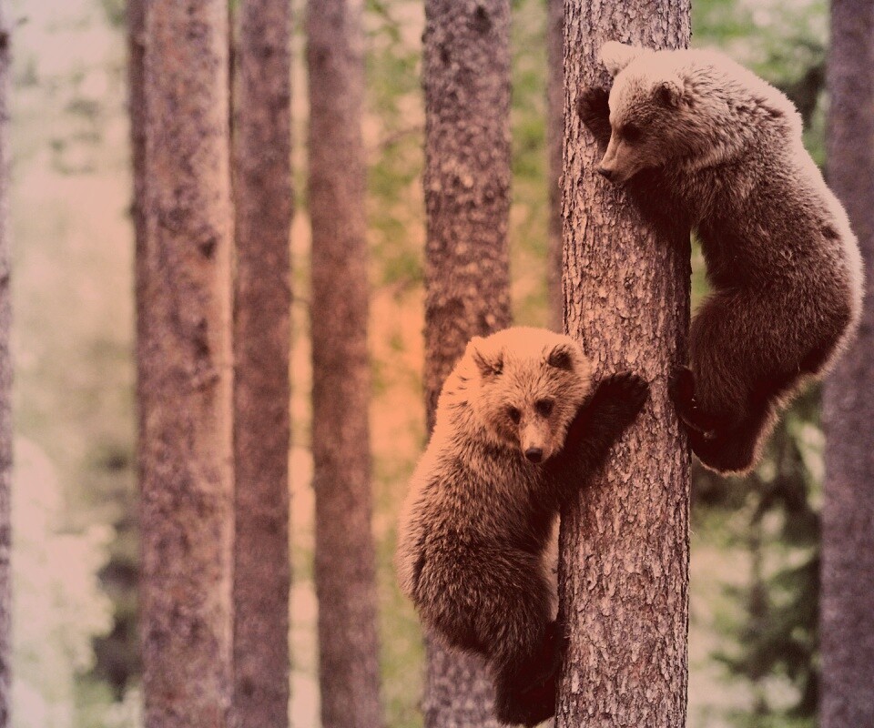 Медвежата обои