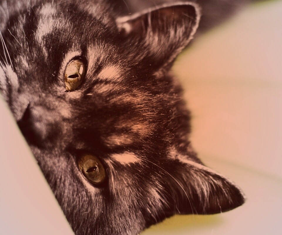 Глаза и уши обои