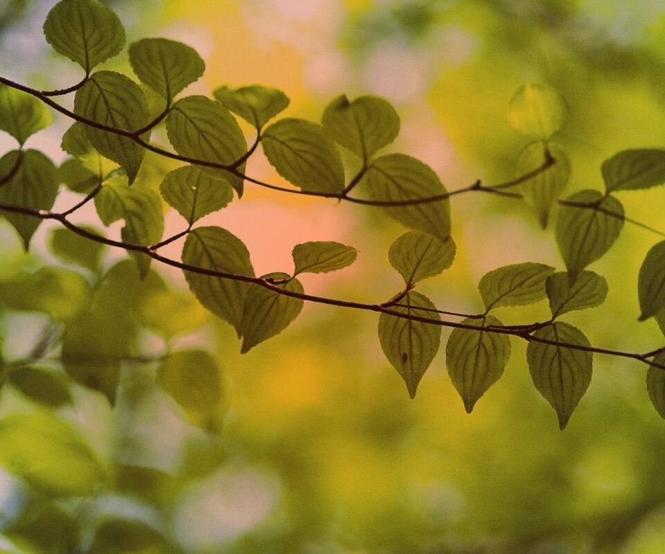 Ветка яркой зелени обои