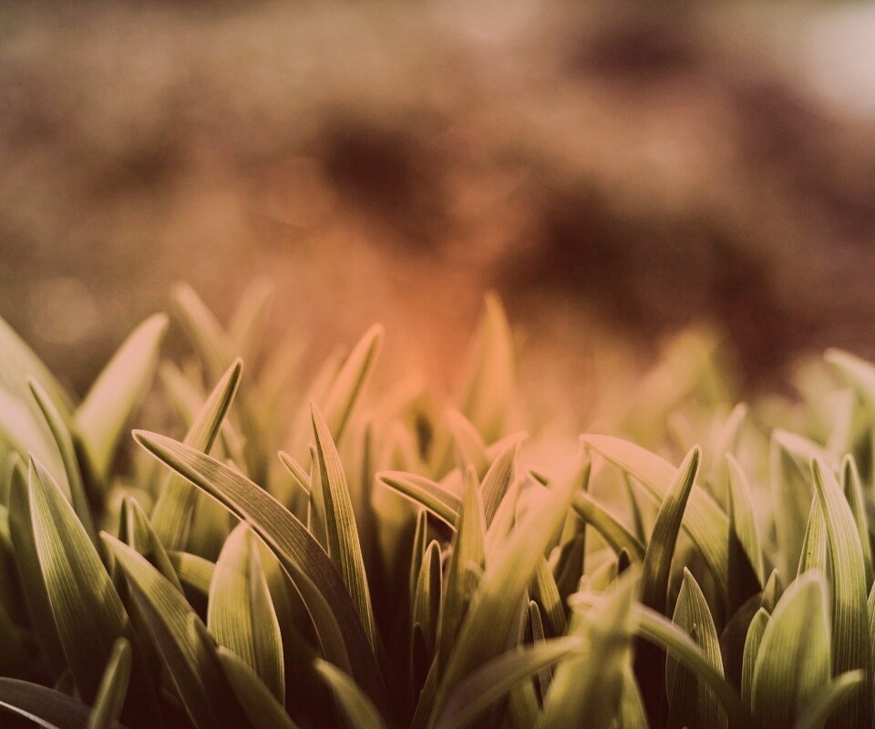 Сочная нежная трава обои