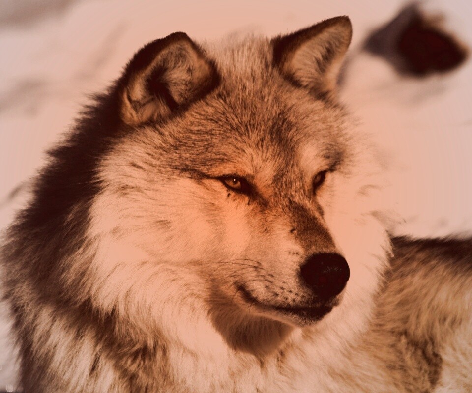 Лайка на снегу обои