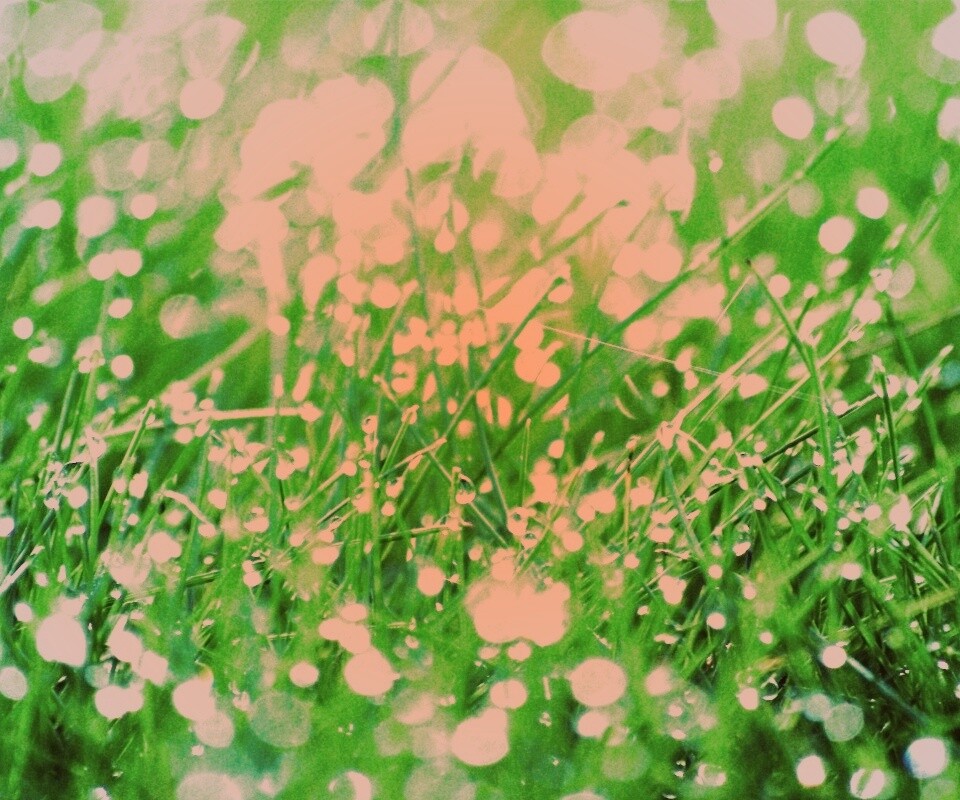 Трава в росе обои