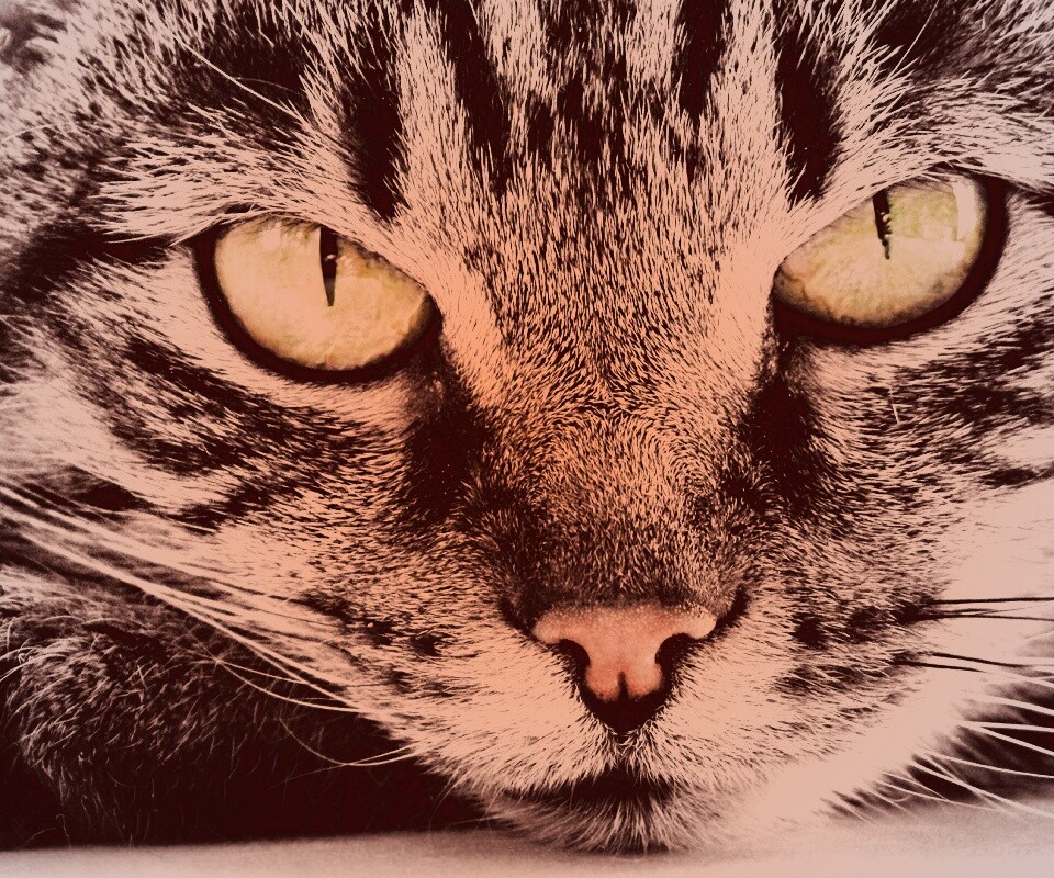 Пристальный кошачий взгляд обои
