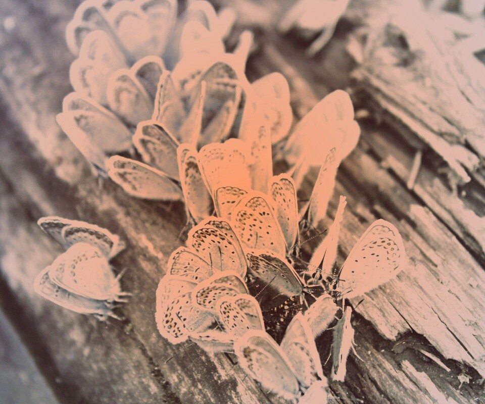 Голубые бабочки обои