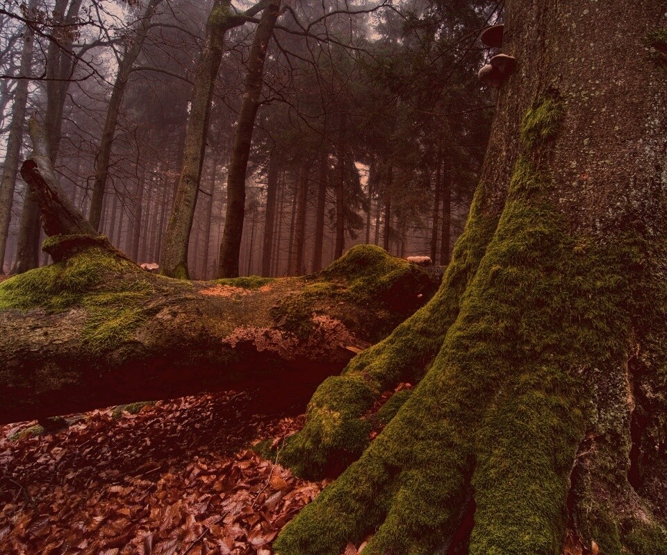 Дерево, поросшее мхом обои