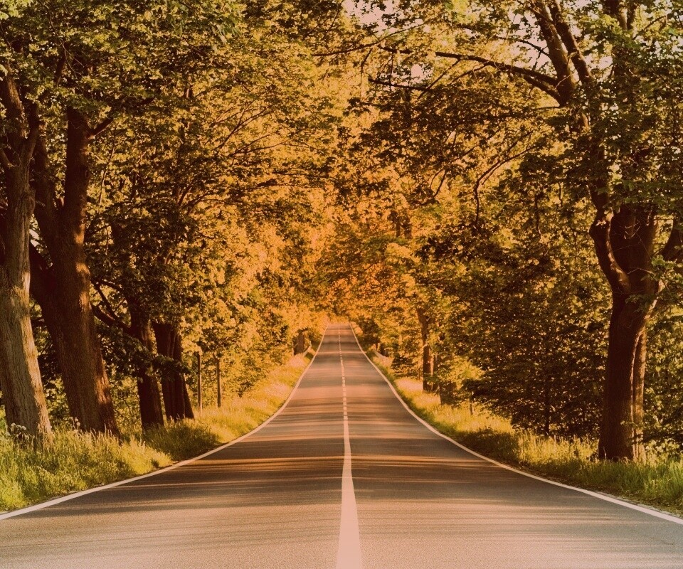 Под горку и в лес обои