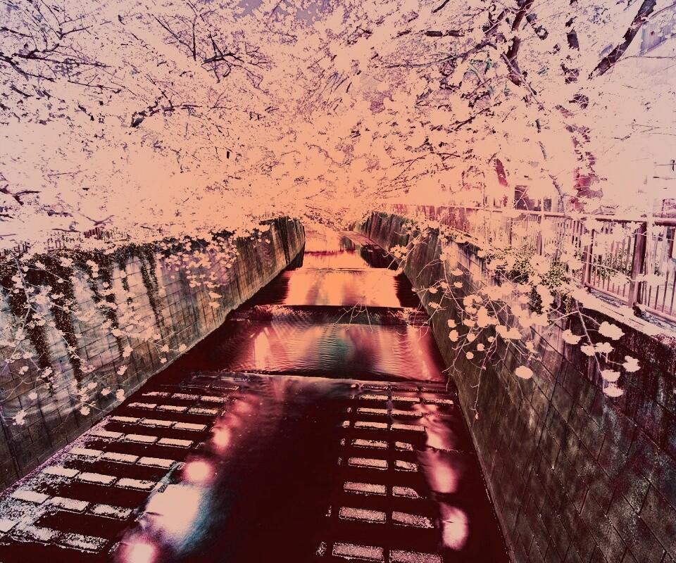 Река и цветение сакуры обои