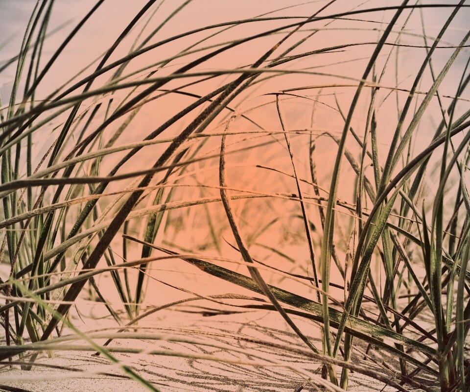 Трава на песке обои