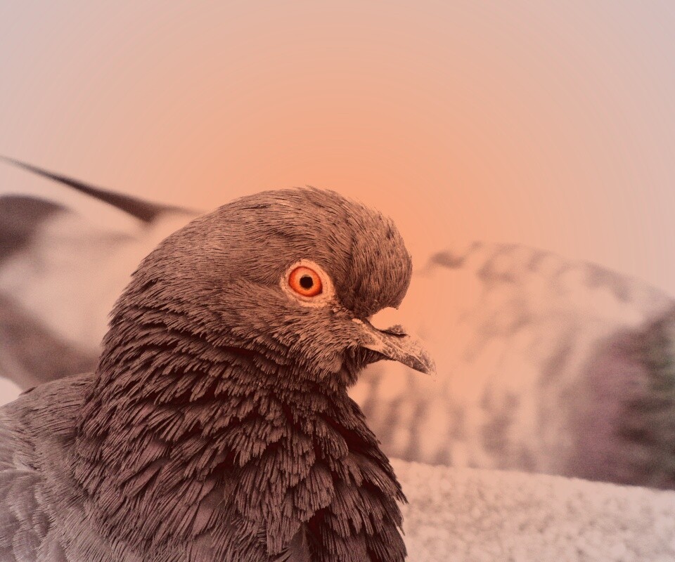 Смотрит в самую душу обои