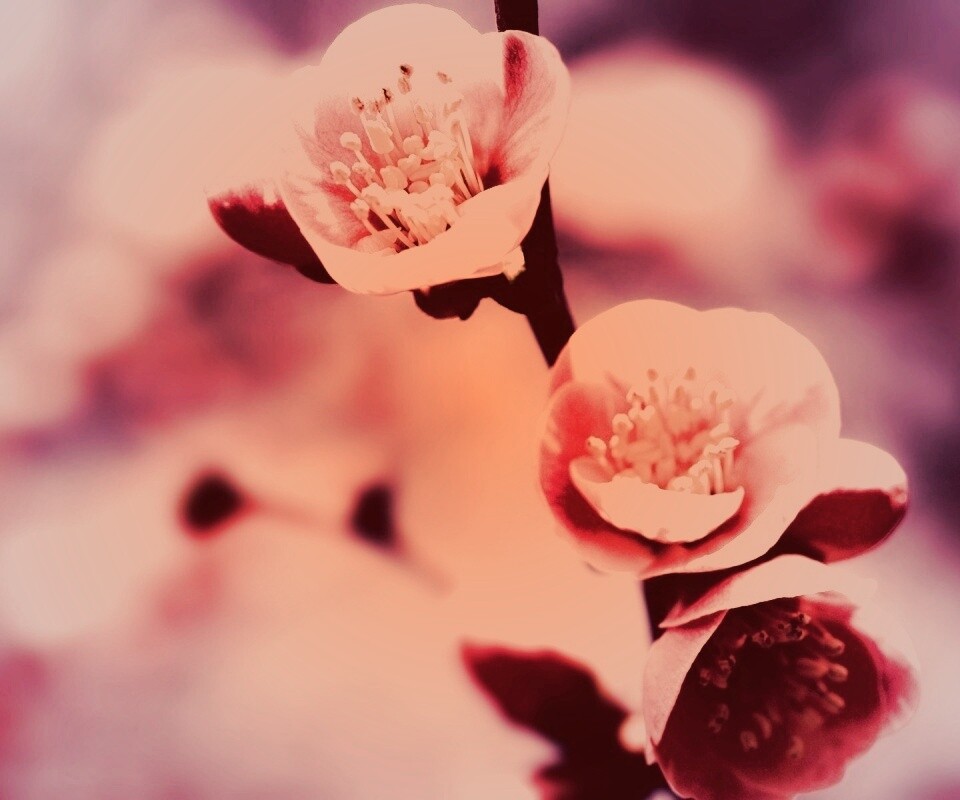 Великолепный цветок обои