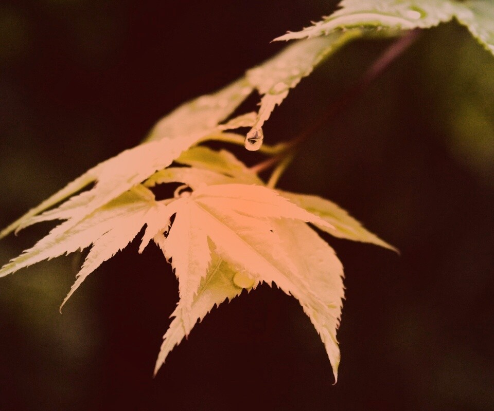 Капля на листе обои